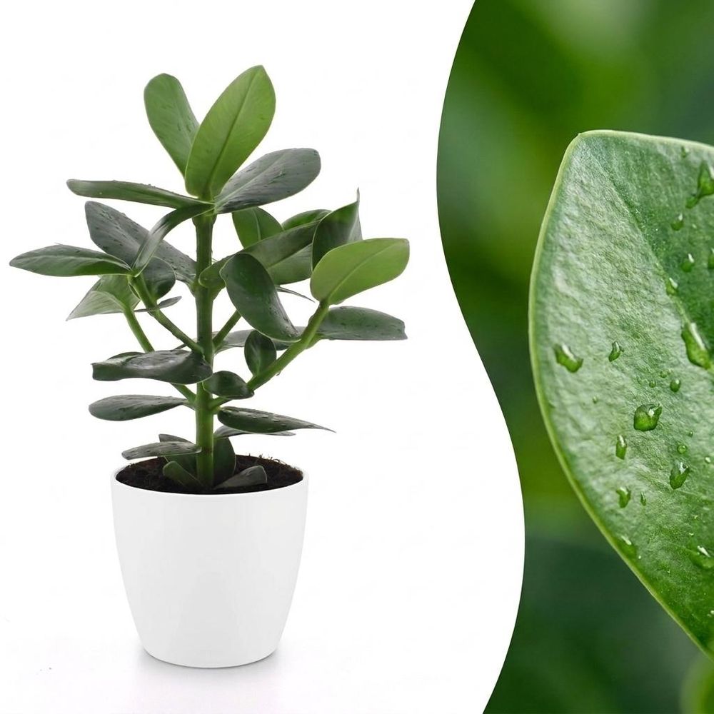 Clusia princess - clusia - pot de 12cm - plantes d'intérieur