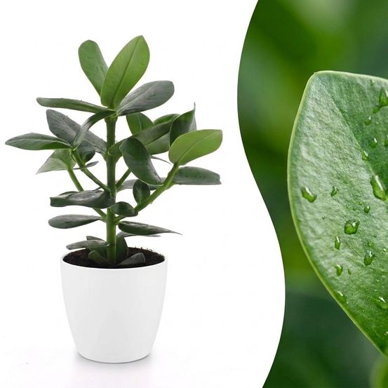 Clusia princess - clusia - pot de 12cm - plantes d'intérieur