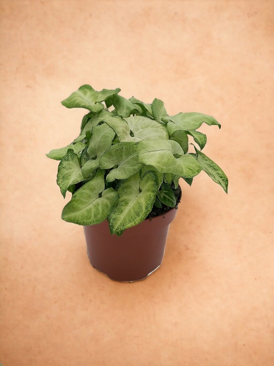 Syngonium 'white butterfly'