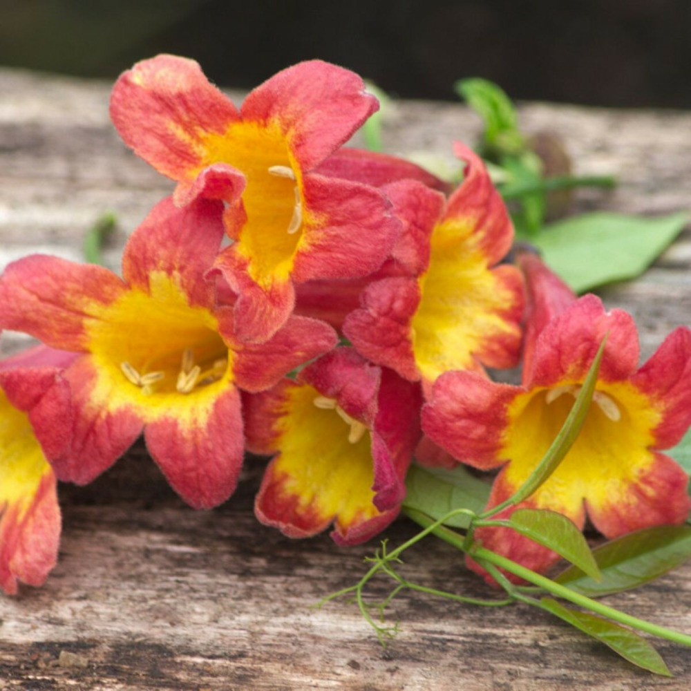 Bignone capreolata tangerine beauty pot de 2l - 60 cm