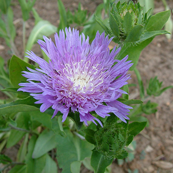 6 x stokesia laevis - stokesia laevis - godet 9cm x 9cm