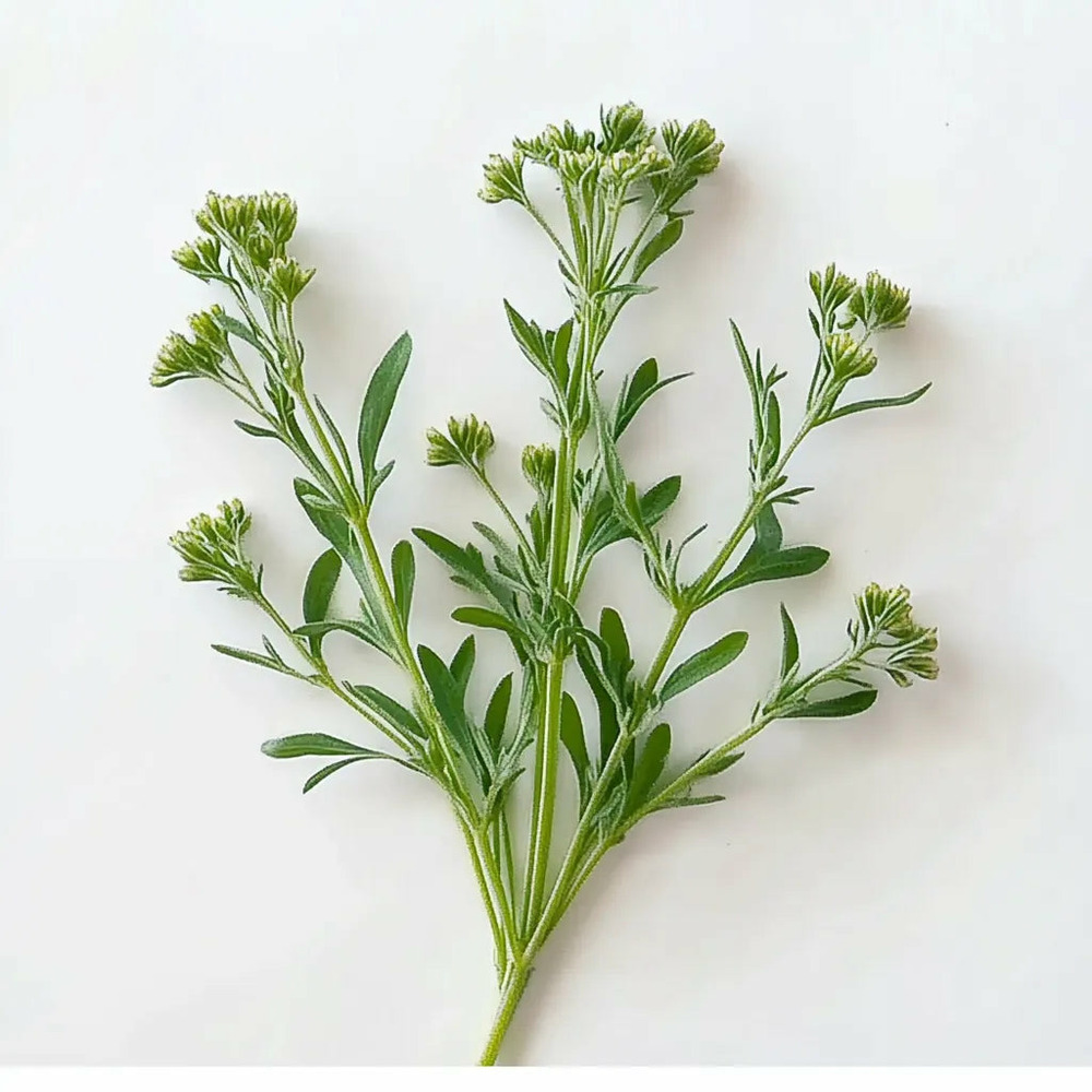 500 graines de psyllium brun - semisauvage permaculture