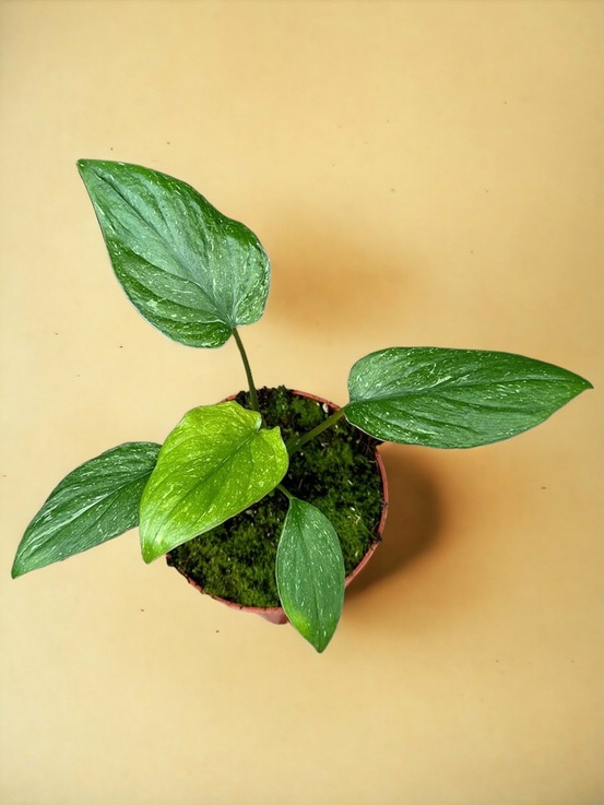 Homalomena stardust