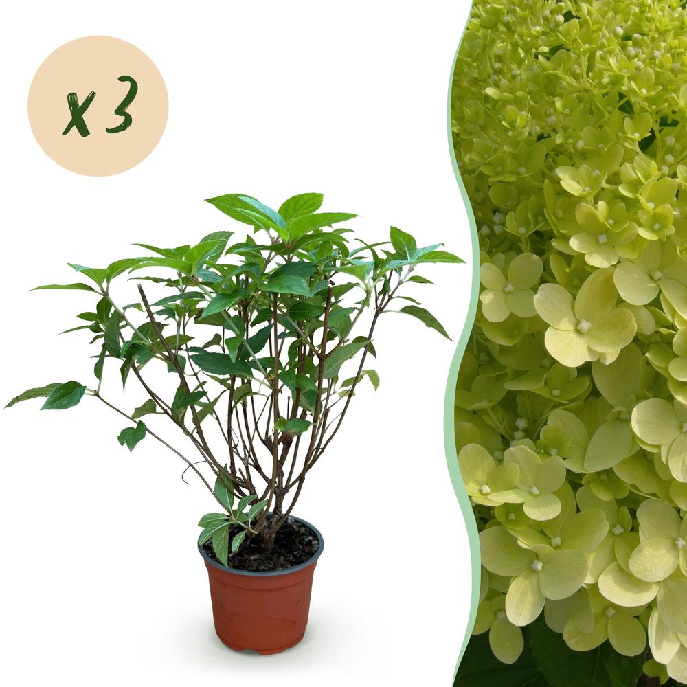Hortensia paniculé 'limelight' - lot de 3 - pot 12 cm - hauteur 30 cm