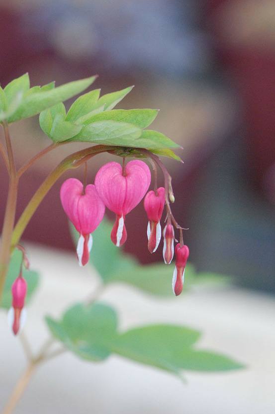 Coeur de marie 'rose' - en pot de 3 litres