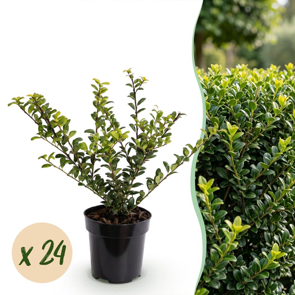 Houx crénelé covenxa - lot de 24 - pot 9 cm - hauteur 20-30 cm