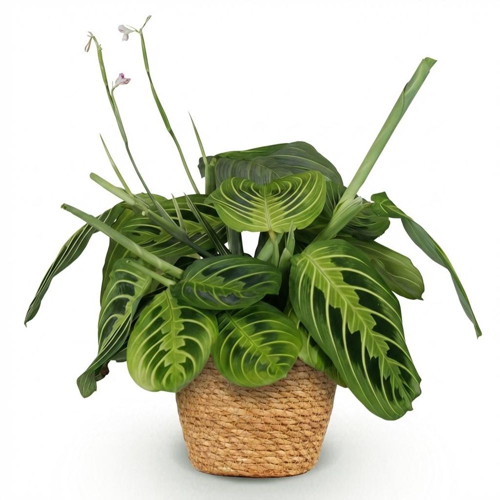 Maranta fascinator lemon lime - pet-friendly - plante de prière - pot de 12cm - hauteur 25-35cm