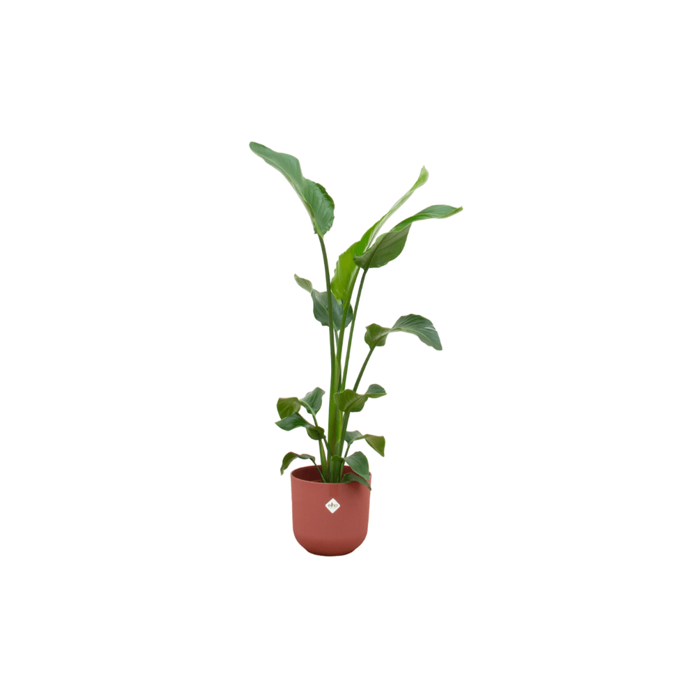 Strelitzia augusta - plantes d'intérieur
