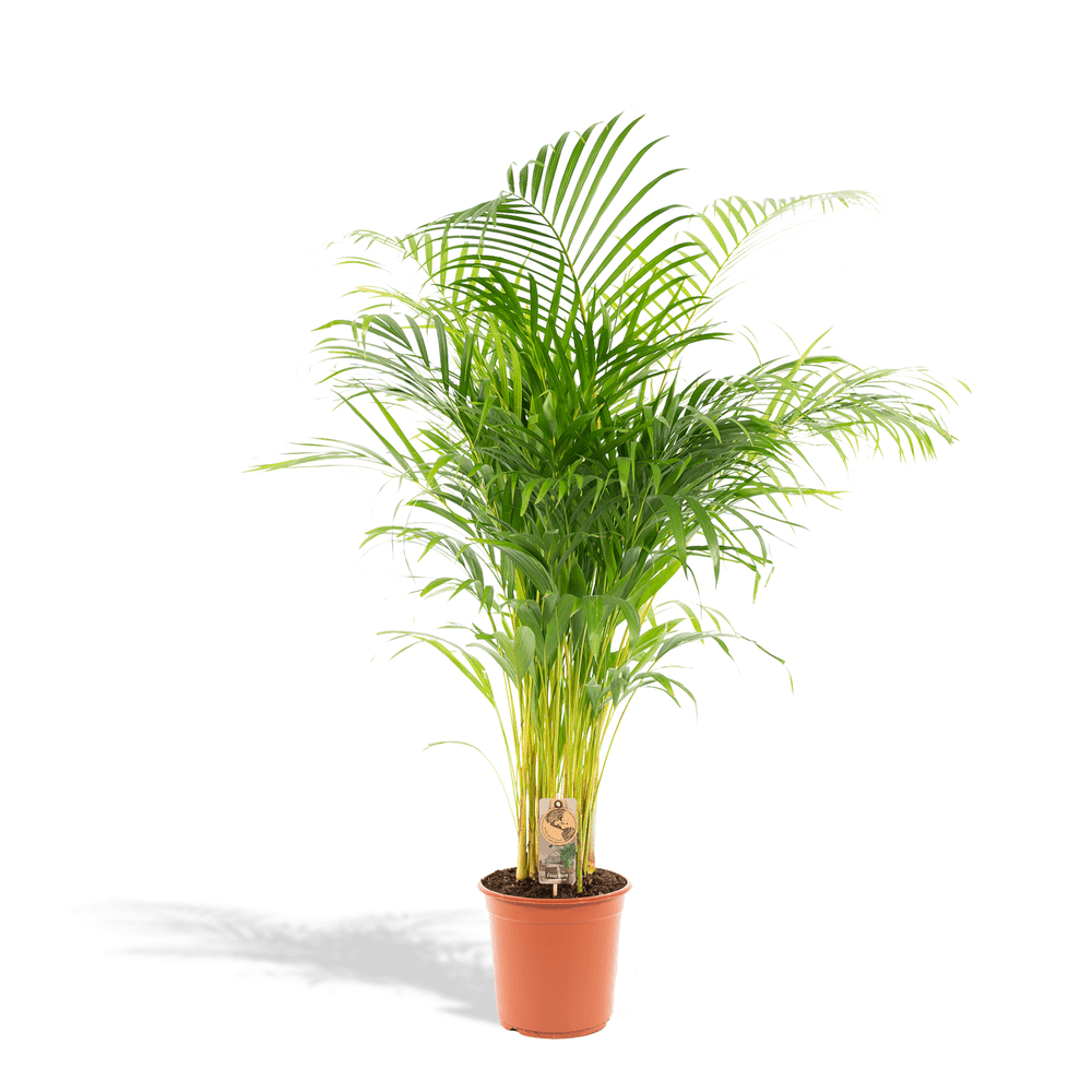 Palmier areca - ø21cm - ↕130cm - plantes d'intérieur