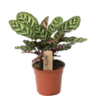 Calathea makoyana - plante d'interieur - plante ornementale - pot 17cm - hauteur 40-50cm