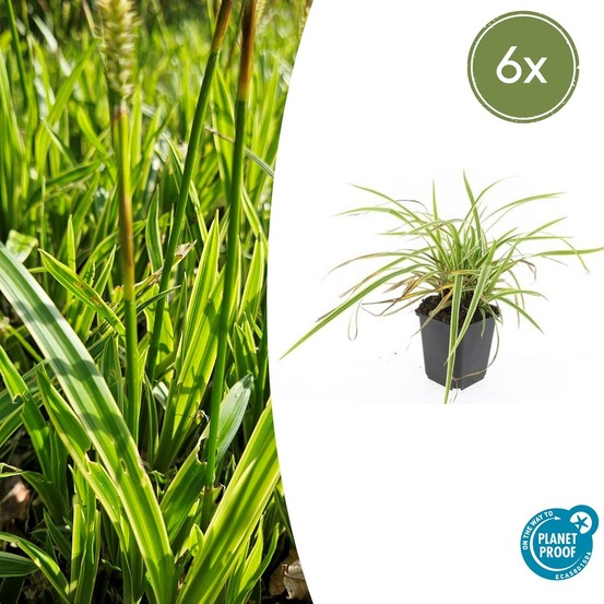 Carex laîche morrowii 'aureovariegata' x6 – entre 0,38 et 0,5m2