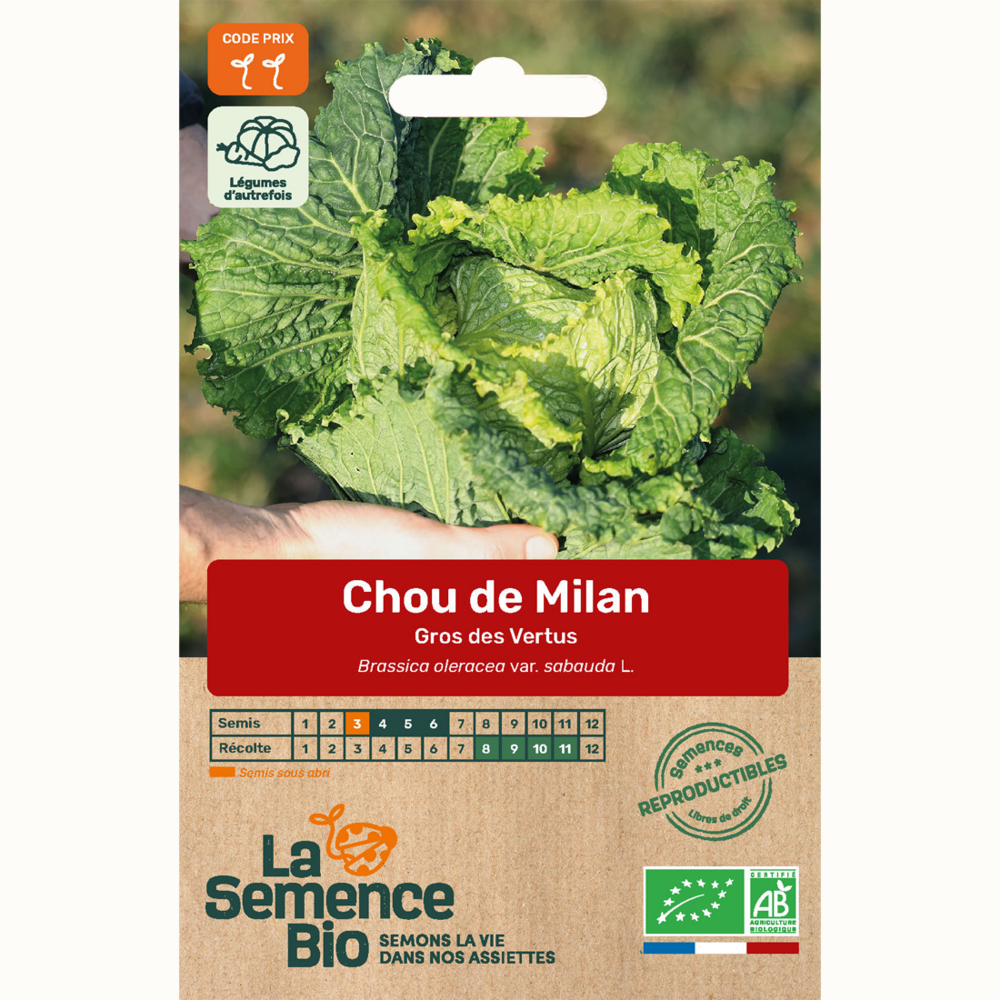 Chou de milan gros des vertus - graines bio