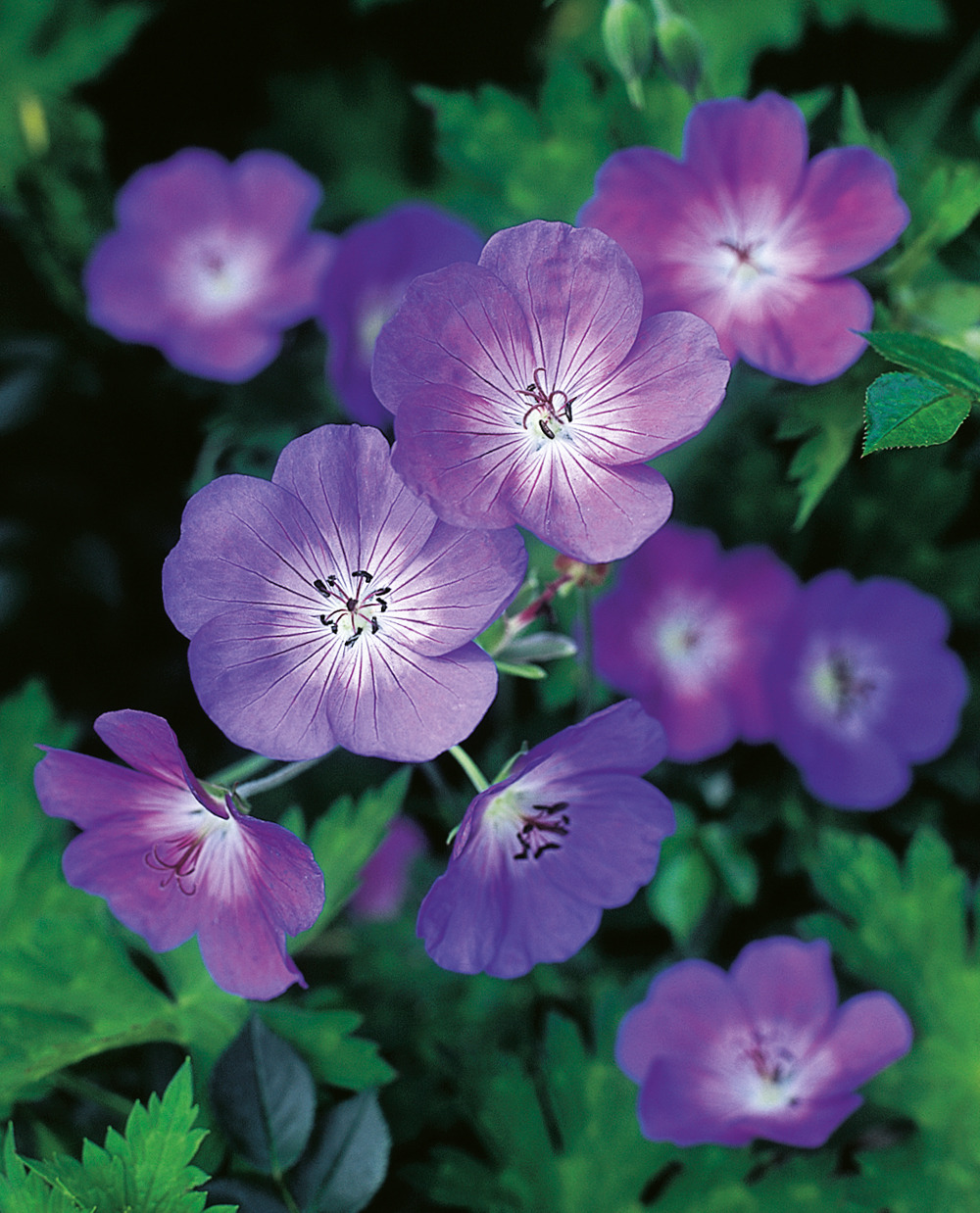 Geranium rozanne - 3 godets plante vivace