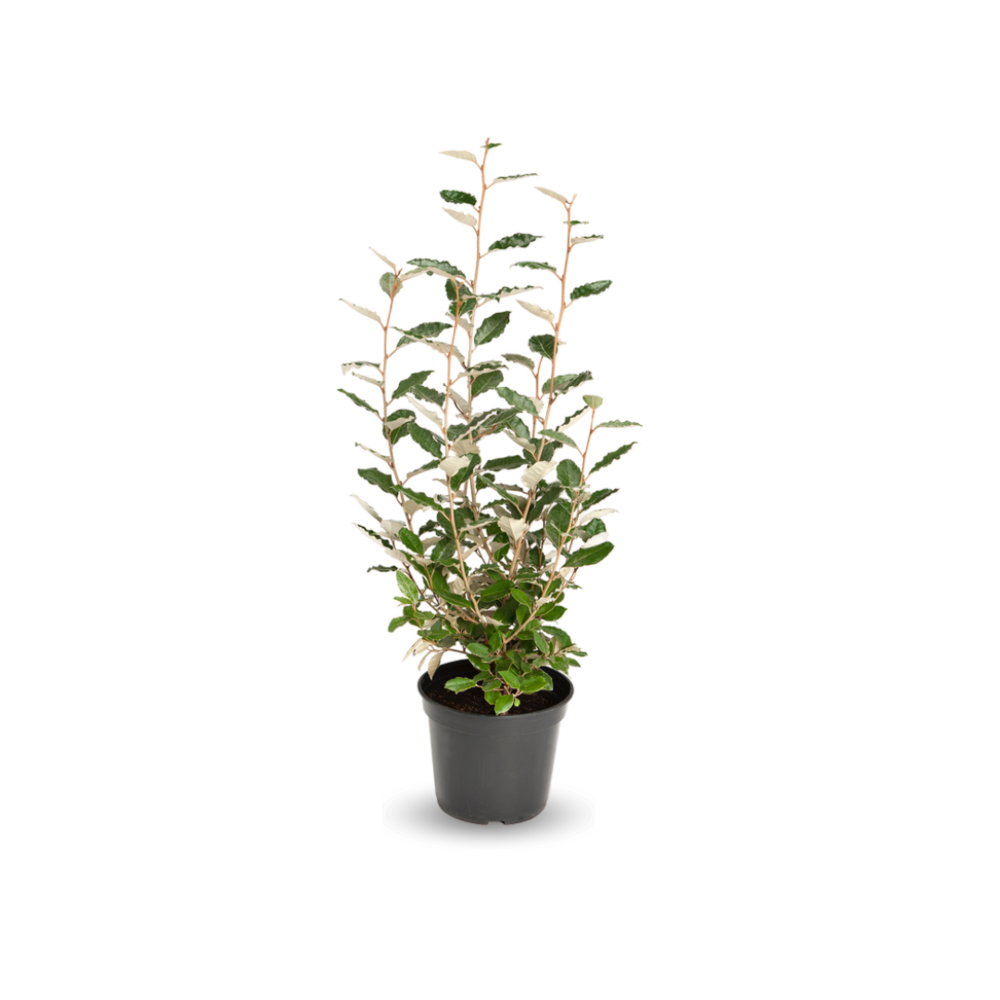 Eleagnus ebbingei- plantes de haies - ↕ 90-100 cm - ⌀ 20 cm - plante d'extérieur