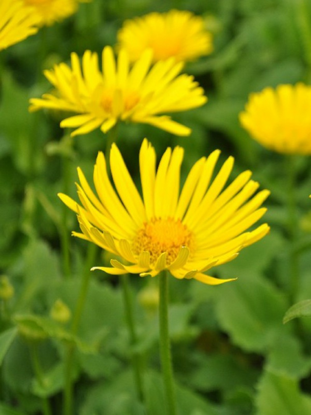 Doronic du caucase 'little leo' godet de 8/9 cm