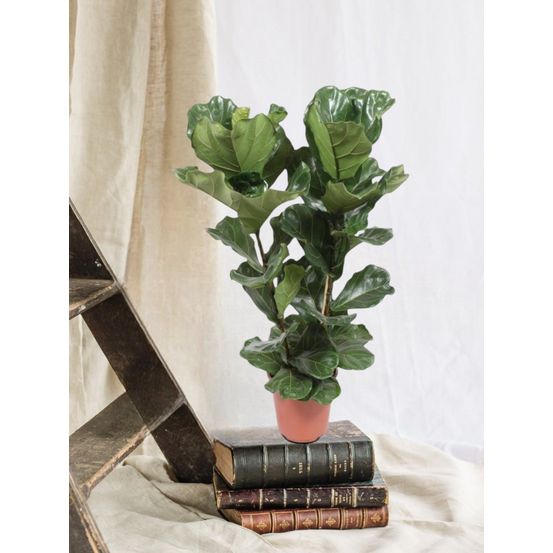 Ficus lyrata 100cm - plante d'intérieur