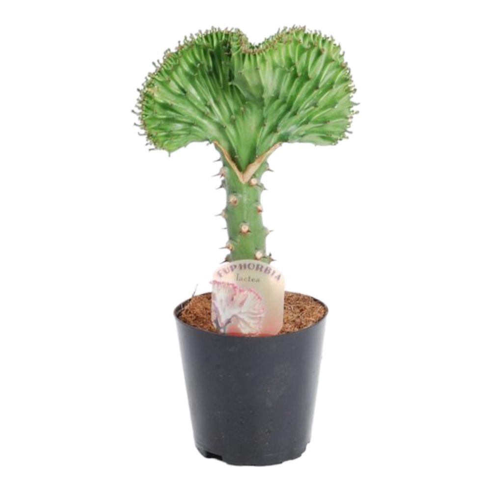 Euphorbia lactea cristata - plantes d'intérieur