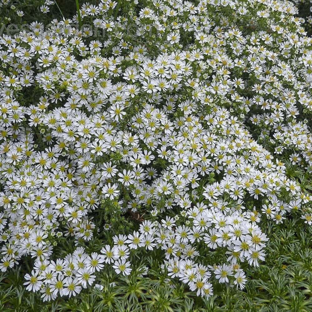 Aster 'snow flurry' godet de 7/8 cm