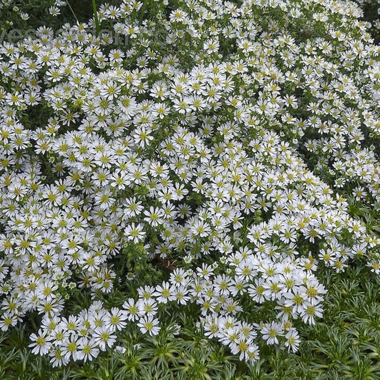 Aster 'snow flurry' godet de 7/8 cm