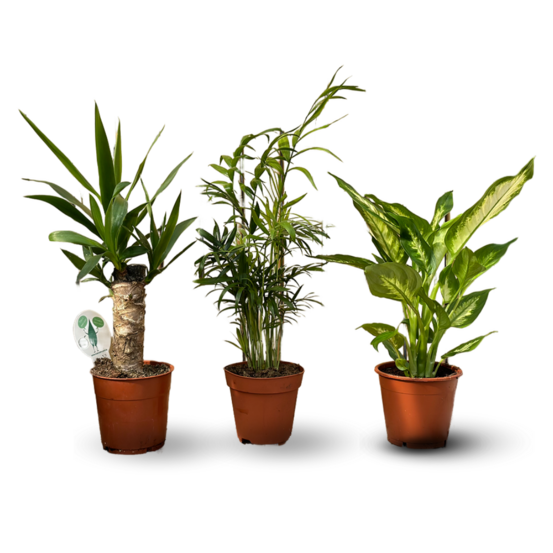 3x mélange de plantes d'intérieur - ↕ 30-40 cm - ⌀ 12 cm - purificateur d'air - yucca - chamaedorea - dieffenbachia