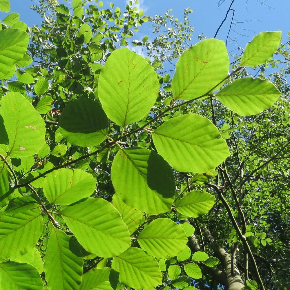 Hêtre commun zlatia pot de 15l - baliveau