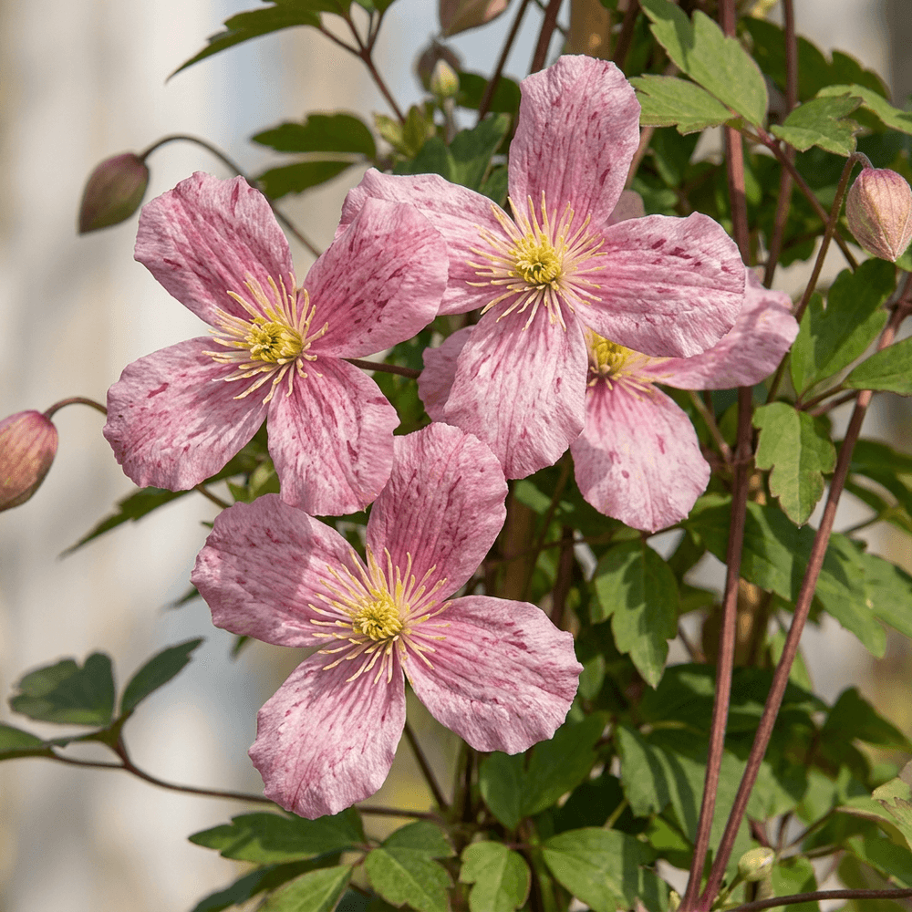 Clématite de montagne 'marjorie' - grimpante fleurie - plante d'extérieur - lot de 2