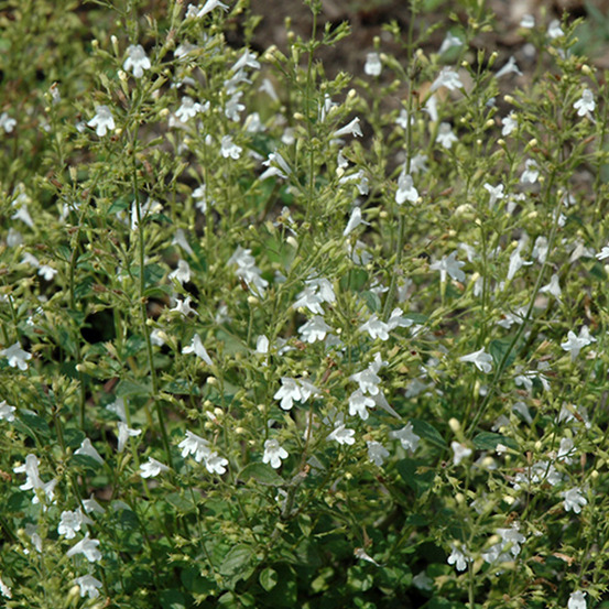 6 x petit calament 'white cloud - calamintha nepeta 'white cloud' - godet 9cm x 9cm