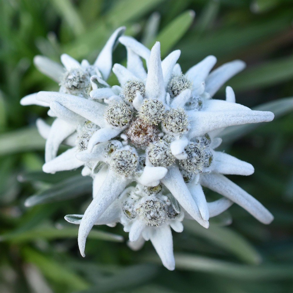 Edelweiss des alpes blossom of snow - le pot / ø 9cm