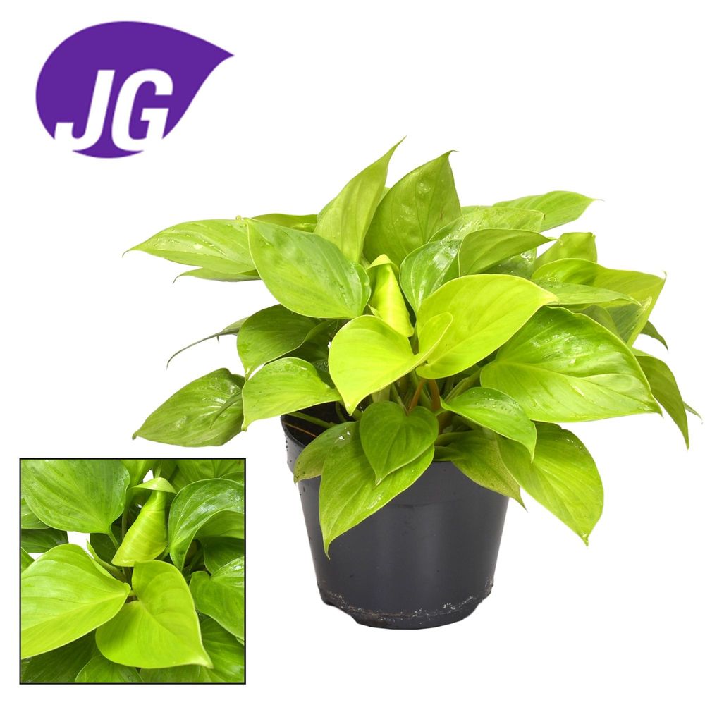 Homalomena lemon lime - ø15cm - ↕30cm - plantes d'intérieur