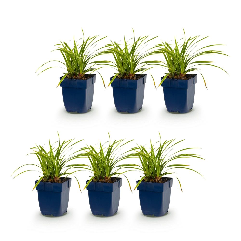 Laîche 'ice dance' - lot de 6 - pot 11 cm - hauteur 25 cm - plante d'extérieur