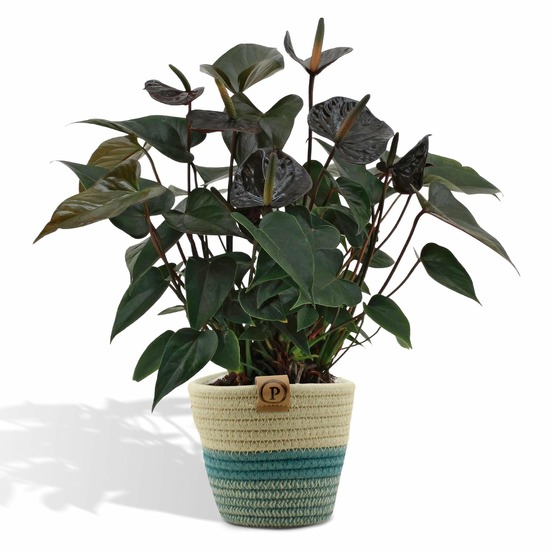 Anthurium andreanum black love et son pot panier - hauteur 45cm