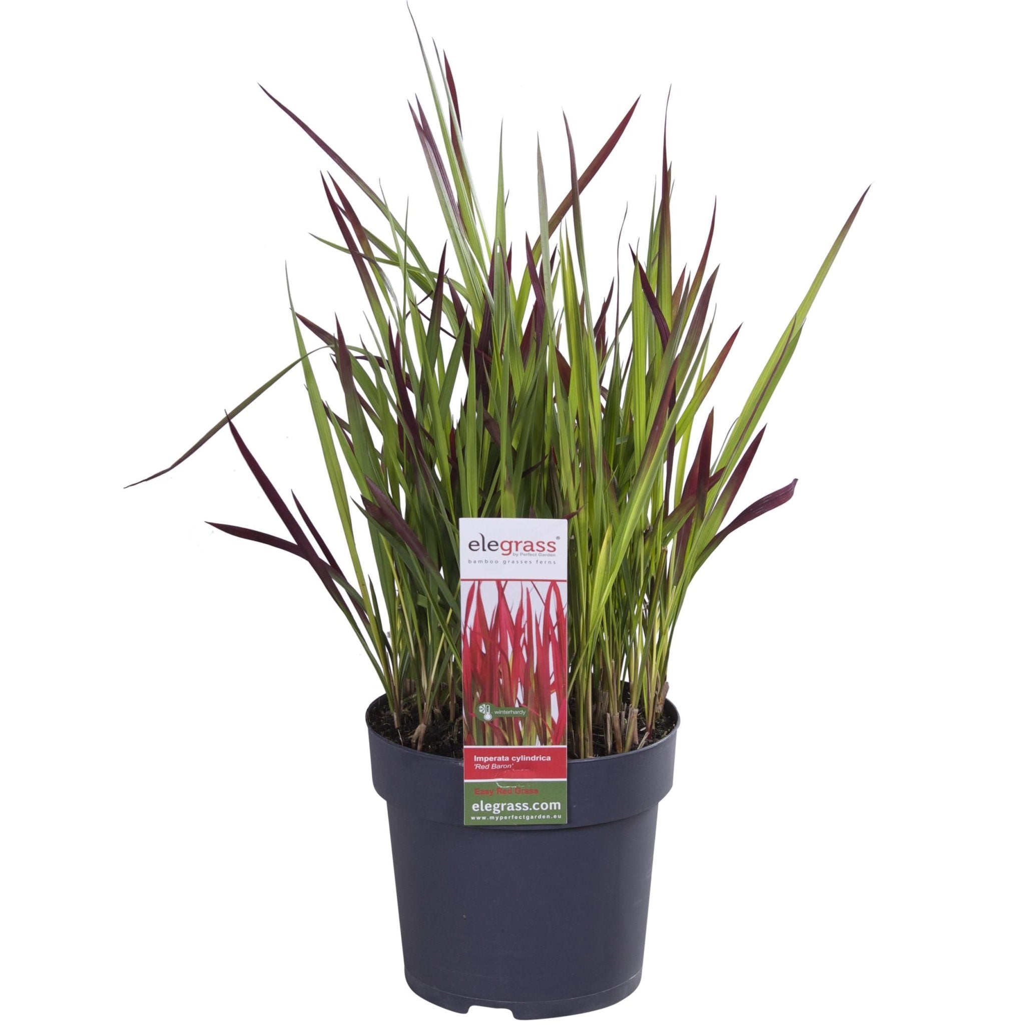 Imperata cylindrica 'red baron' - ↨40cm - ø14 - plante vivace