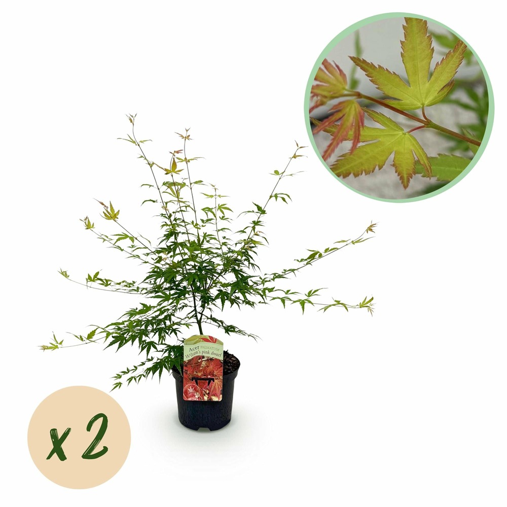 Lot de 2 - érable japonais - h70 cm