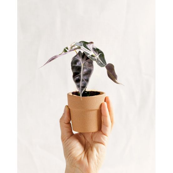 Mini alocasia curly bambino 15cm - plante d'intérieur