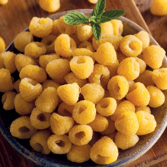 Framboisier remontant fallgold - le paquet de 2 racines nues, vendu par lot de 2