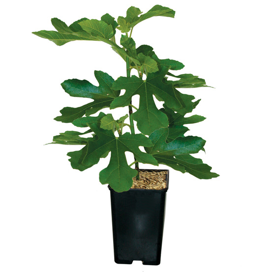 Figuier ronde de bordeaux pot 1,3 l