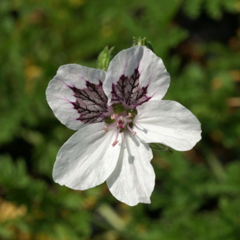 Bec de grue stephanie, erodium lot de 9 godets