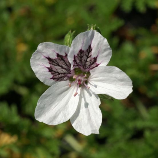 Bec de grue stephanie, erodium lot de 9 godets