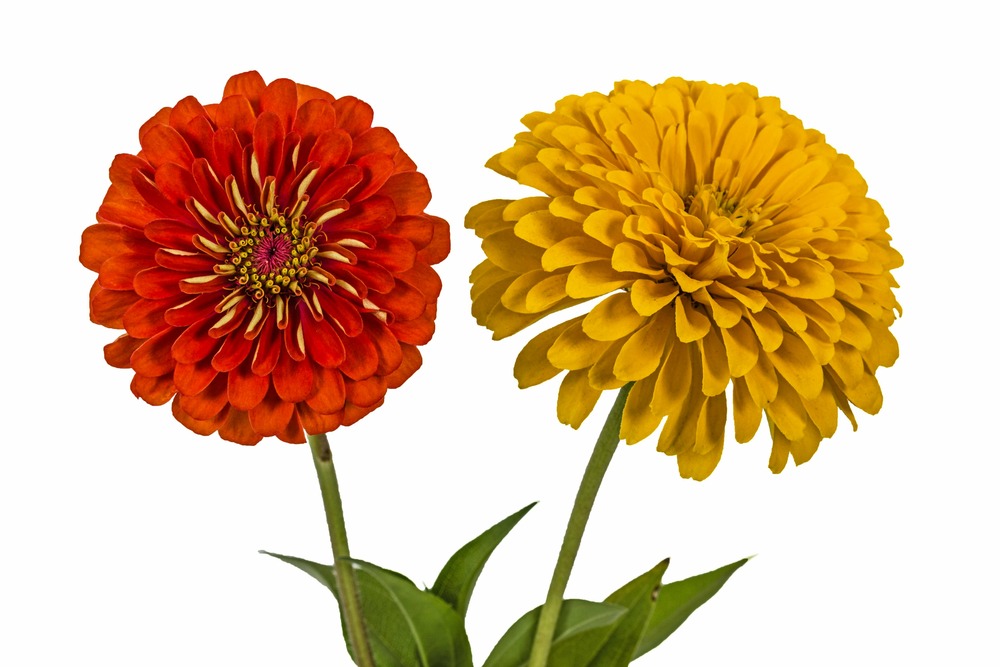 Sachet de graines de zinnia nain fleur de pompon varié - sachet de 2 grammes - petite entreprise française