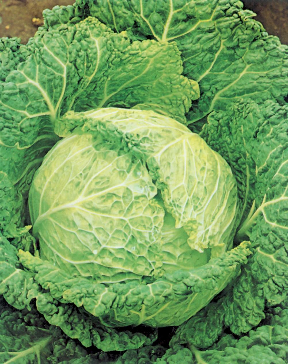 Chou de milan d aubervilliers - 3 g