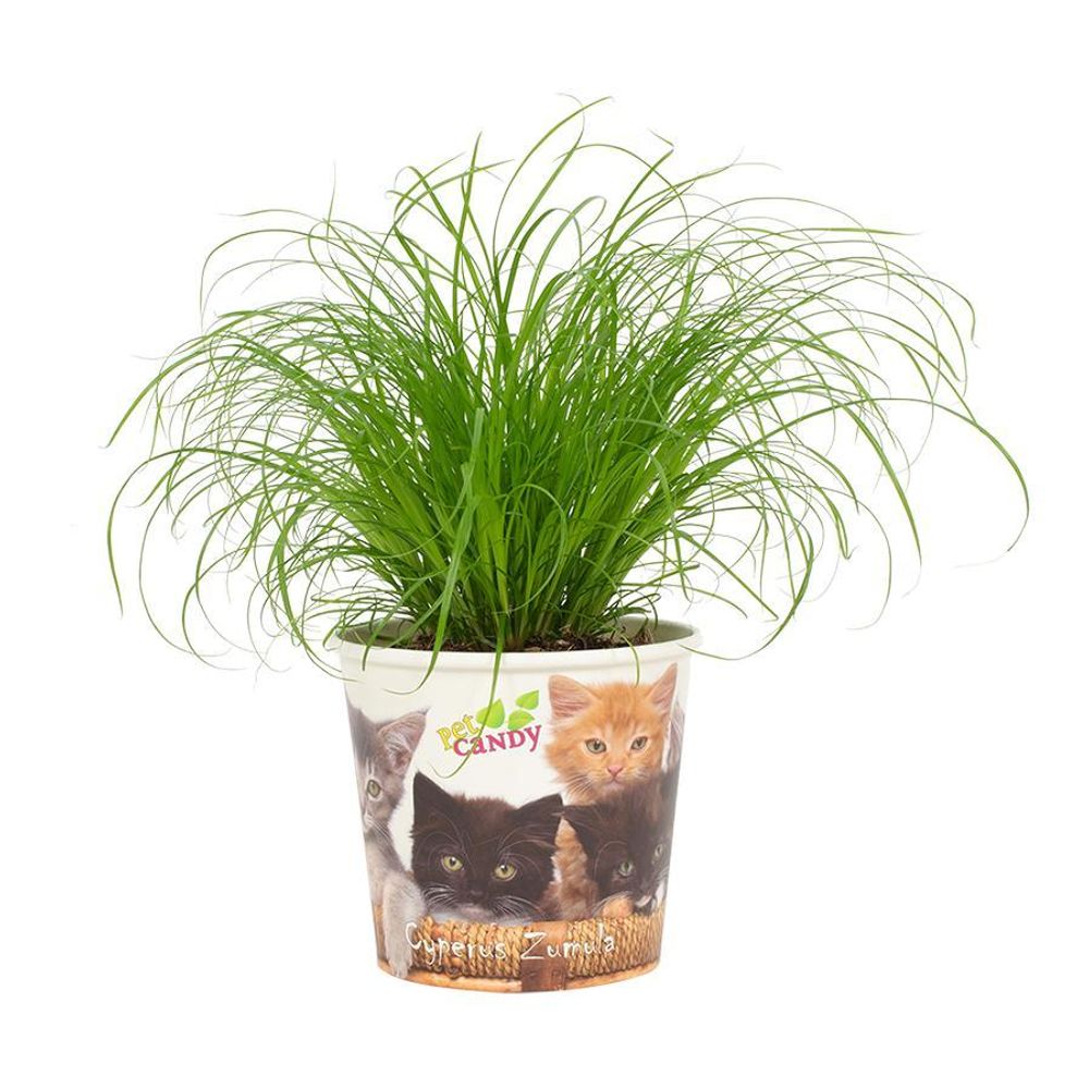 Cyperus zumula 12cm - beker pet candy kat - ø12cm - ↕23cm - plantes d'intérieur