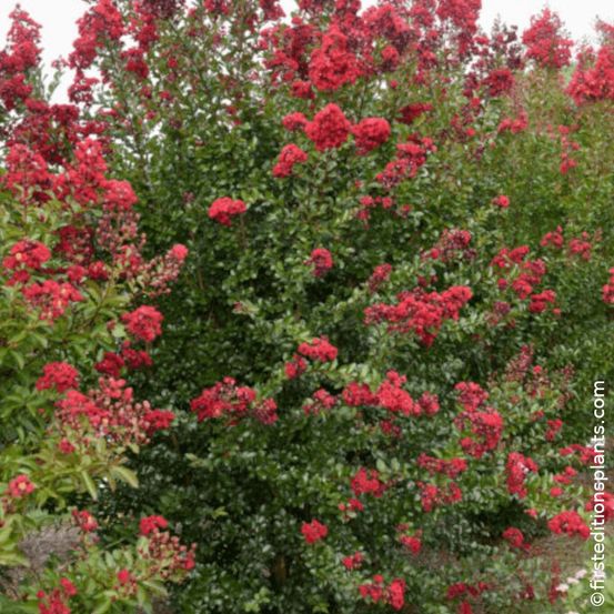 Lilas des indes ruffled red magic® 'piilag-vii', lagerstroemia pot de 7,5l - 80/100 cm