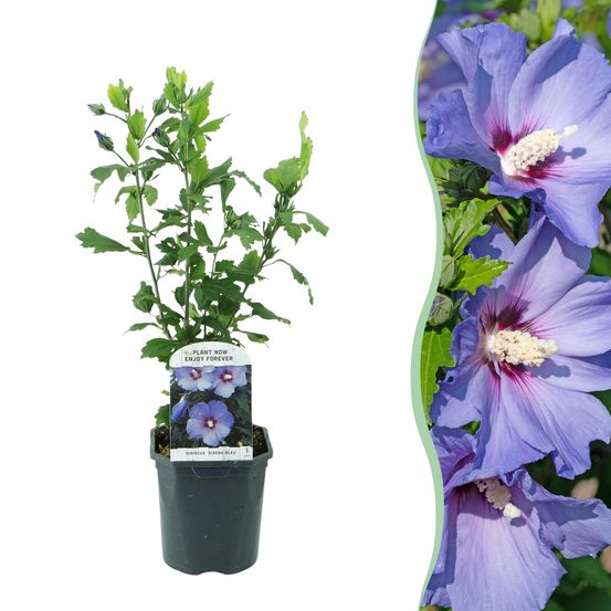 Hibiscus 'oiseau bleu' - pot 17 cm - hauteur 45 cm - plante d'extérieur