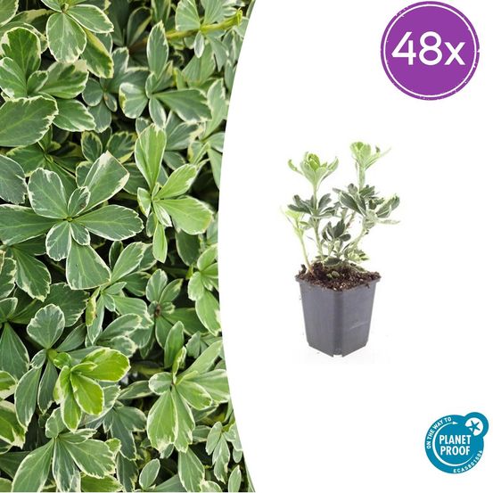 Lot de 48 - pachysandra term. 'variegata' - h10-25 cm