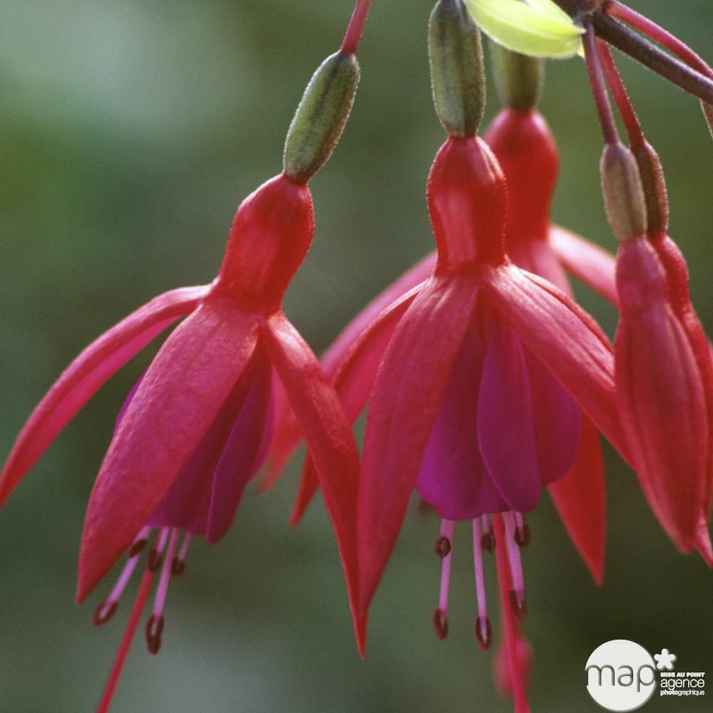 Chiave A Settore Snodata USAG 282 SN - Con Nasello Quadro, L 280 Mm - Foto 3