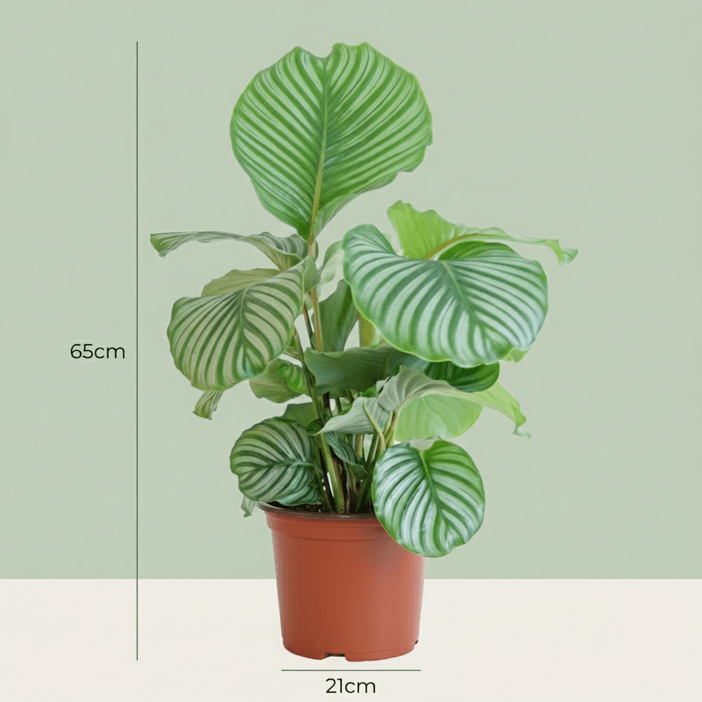 Calathea orbifolia - pot de 21cm - hauteur 60 - 70cm