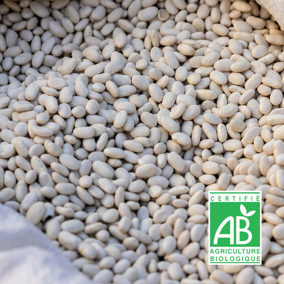 Graines de haricot nain à écosser coco blanc - sans traitement boite