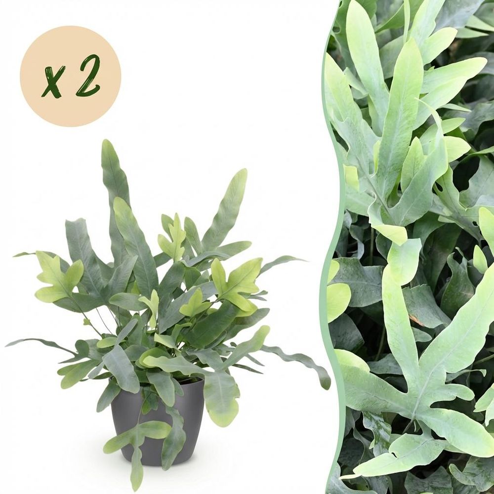 Phlebodium aureum blue star - pet-friendly - pot de 12cm - hauteur 25-30cm - plantes d'intérieur