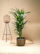 Plante d'intérieur - kentia palmier 160cm