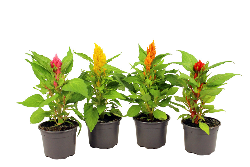 Celosie plumeuse pot 10,5 cm